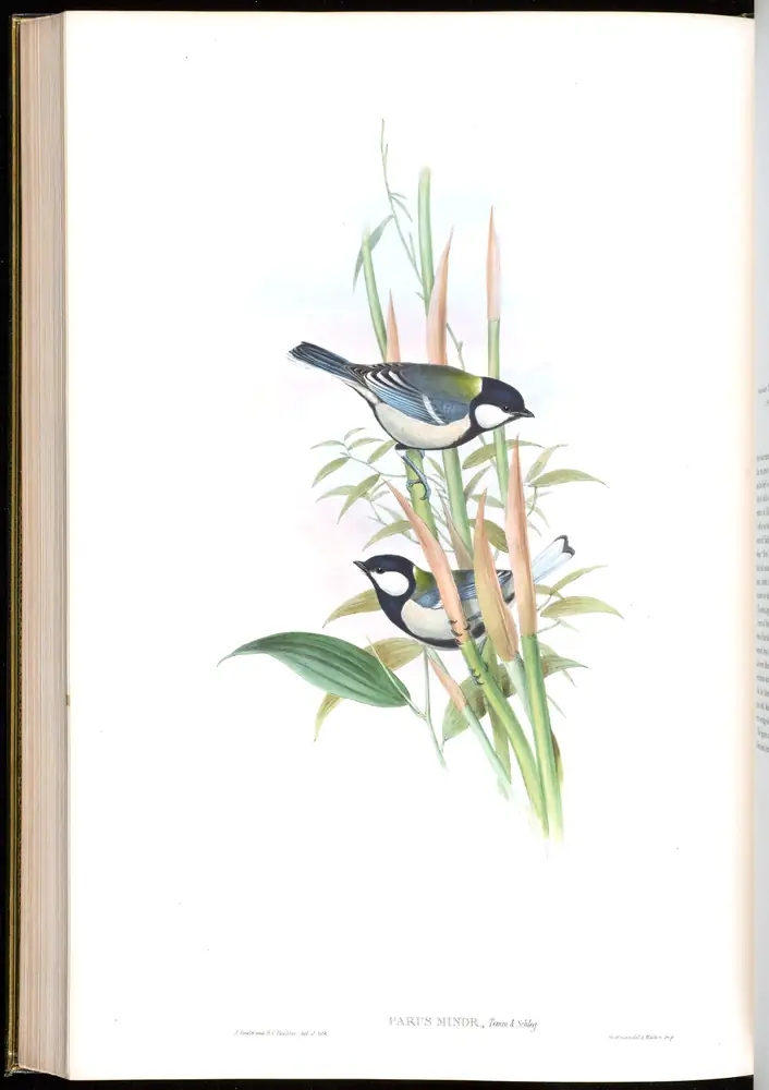The whole sheet of volume II, plate 56, with its engraved caption