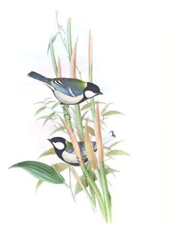 Volume II, plate 56 of Gould's The Birds of Asia: Asian Tit (Parus cinereus)