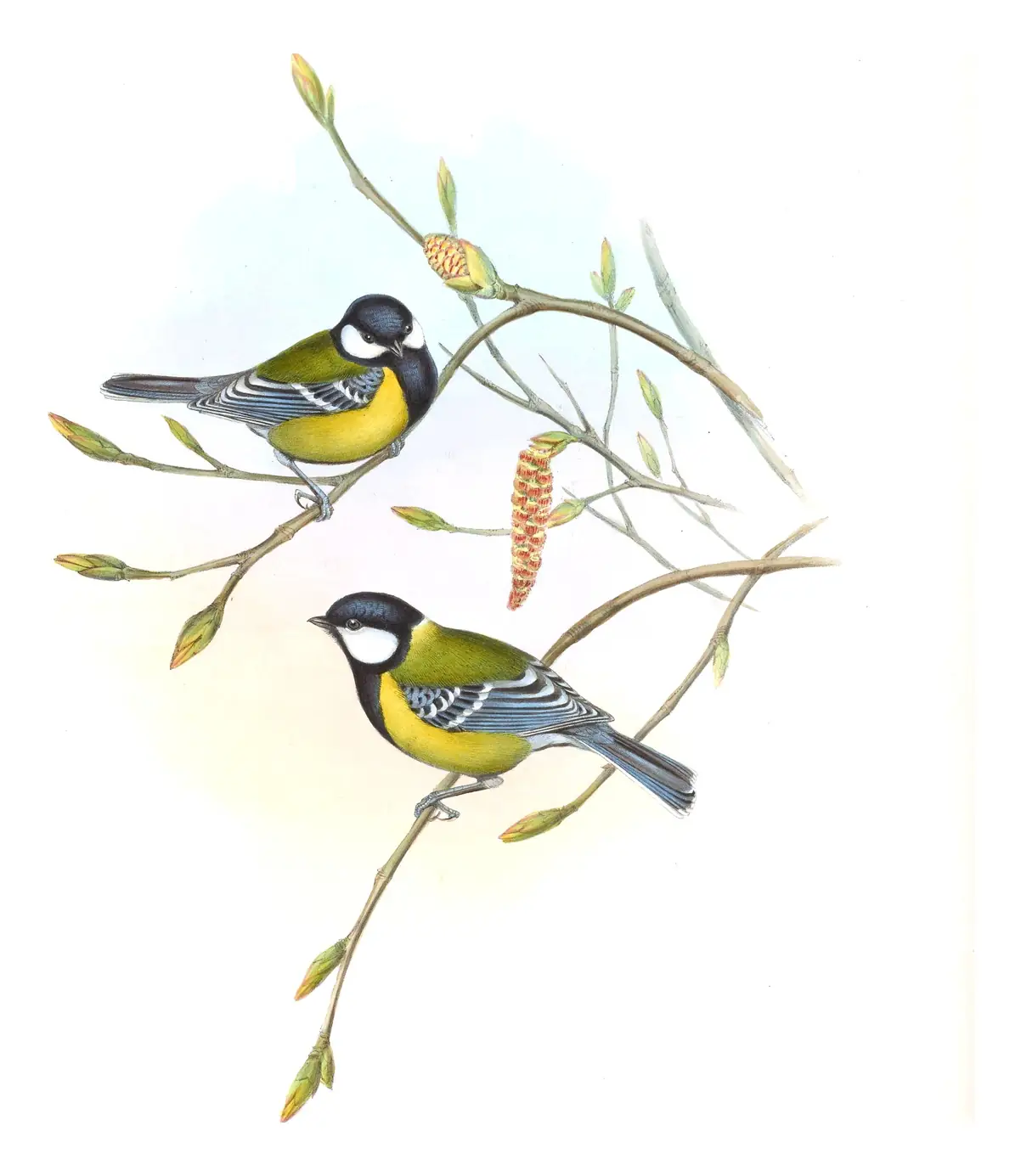 Volume II, plate 57 of Gould's The Birds of Asia: Green-backed Tit (Parus monticolus)