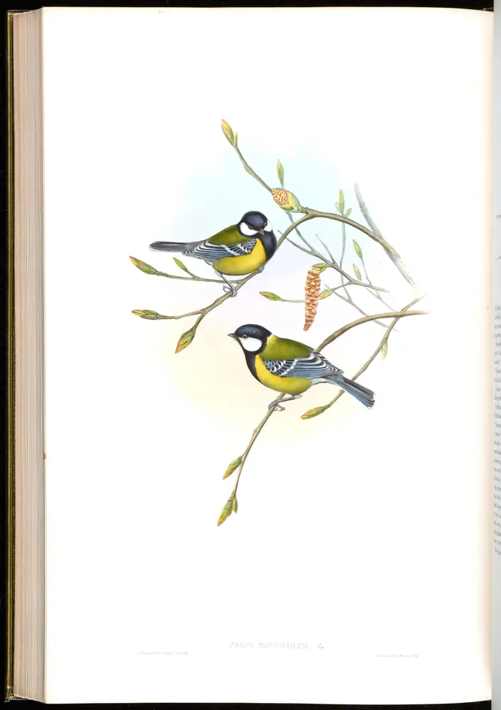 The whole sheet of volume II, plate 57, with its engraved caption