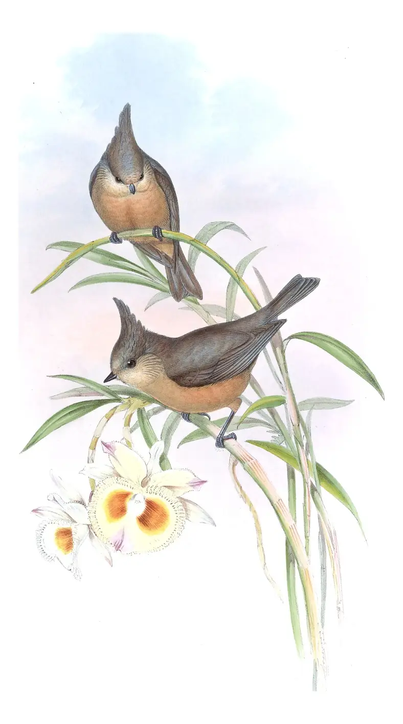 Volume II, plate 58 of Gould's The Birds of Asia: Gray-crested Tit (Lophophanes dichrous)