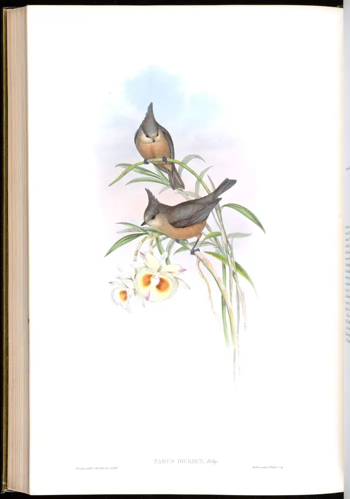 The whole sheet of volume II, plate 58, with its engraved caption