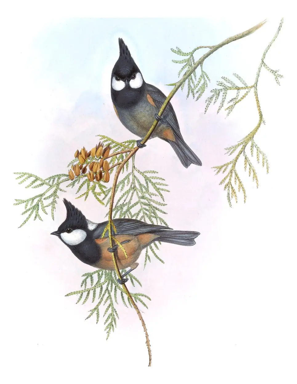 Volume II, plate 59 of Gould's The Birds of Asia: Rufous-vented Tit (Periparus rubidiventris)