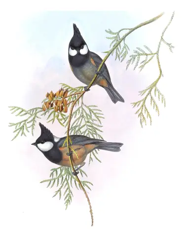 Volume II, plate 59 of Gould's The Birds of Asia: Rufous-vented Tit (Periparus rubidiventris)