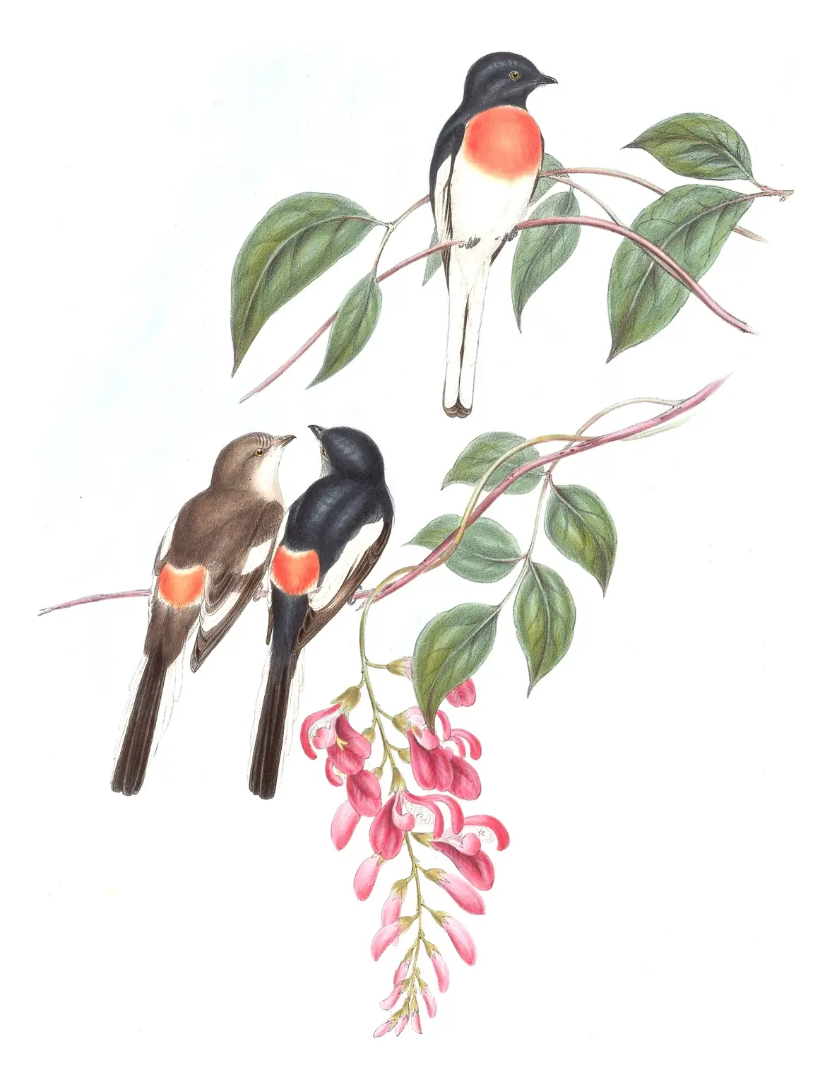 Volume II, plate 6 of Gould's The Birds of Asia: White-bellied Minivet (Pericrocotus erythropygius)