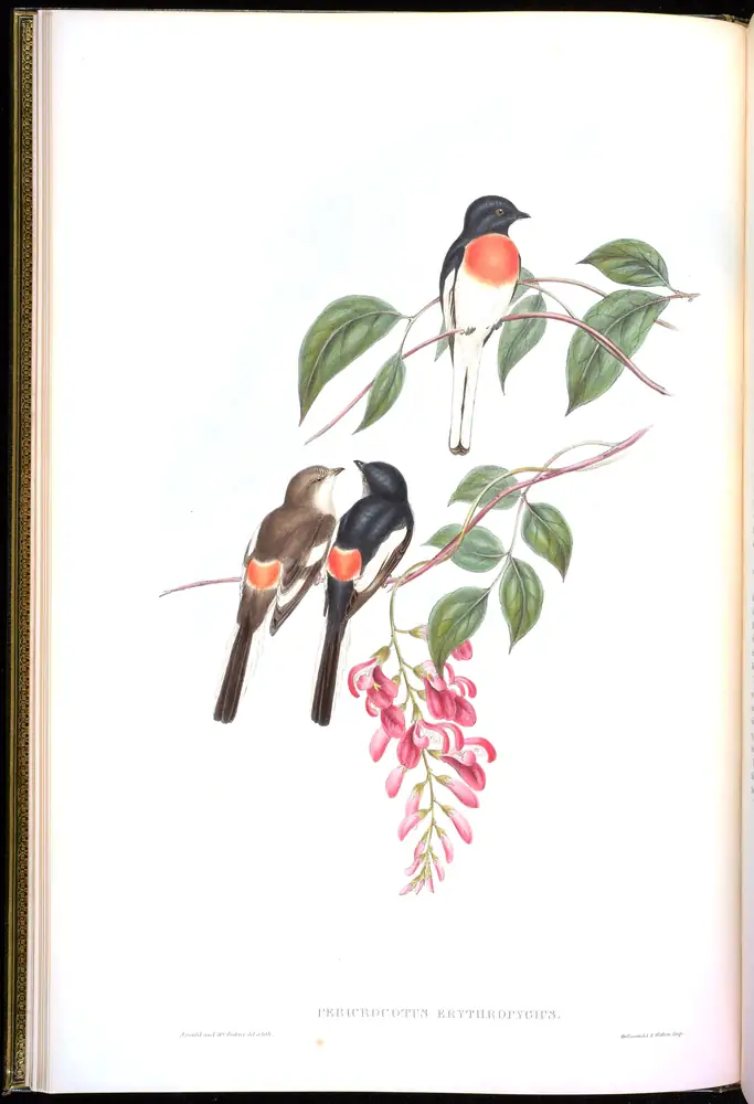 The whole sheet of volume II, plate 6, with its engraved caption