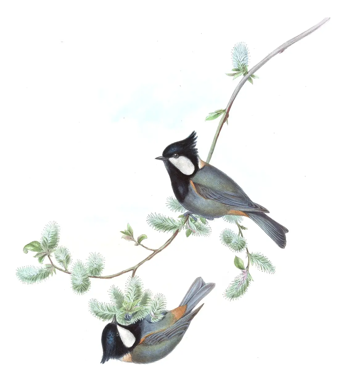 Volume II, plate 60 of Gould's The Birds of Asia: Rufous-naped Tit (Periparus rufonuchalis)