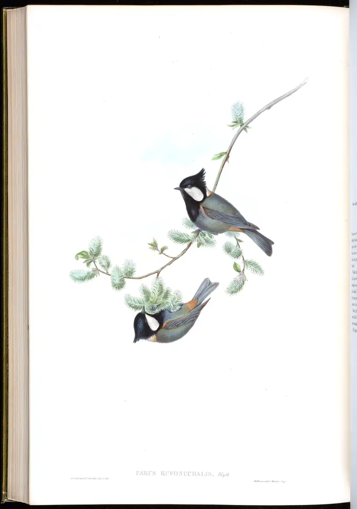 The whole sheet of volume II, plate 60, with its engraved caption