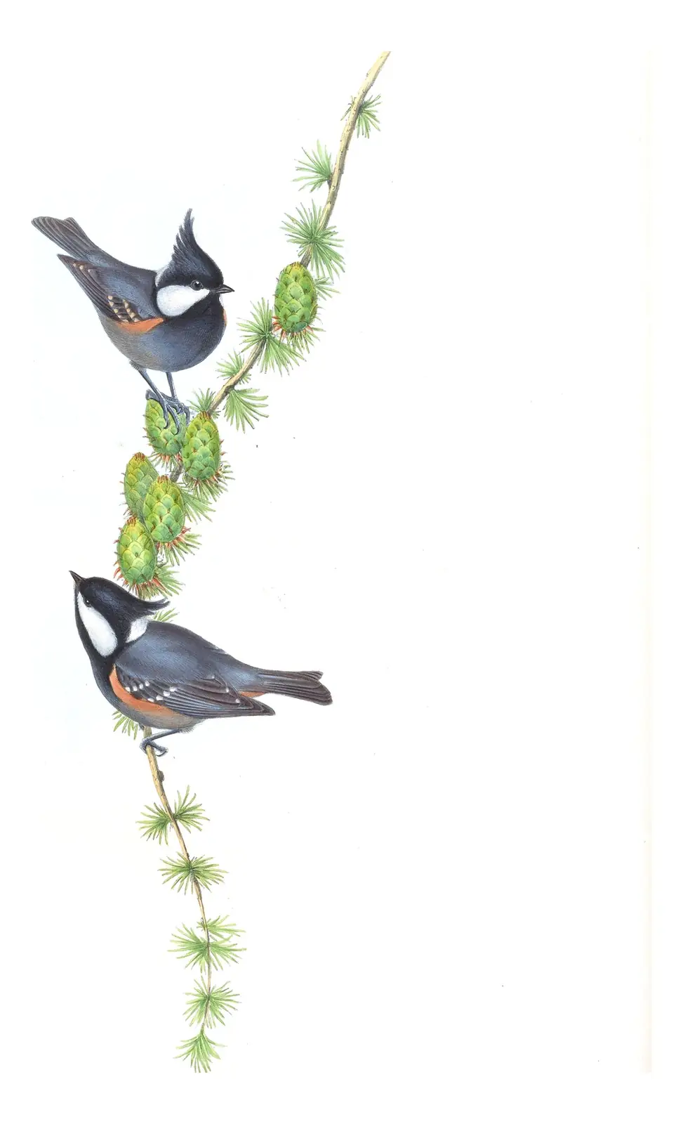 Volume II, plate 61 of Gould's The Birds of Asia: Coal Tit (Periparus ater)
