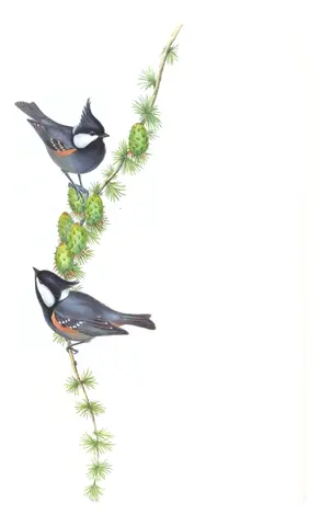 Volume II, plate 61 of Gould's The Birds of Asia: Coal Tit (Periparus ater)