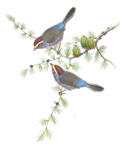 Volume II, plate 62 of Gould's The Birds of Asia: White-browed Tit-Warbler (Leptopoecile sophiae)