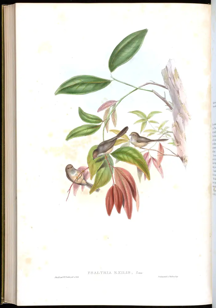 The whole sheet of volume II, plate 63, with its engraved caption