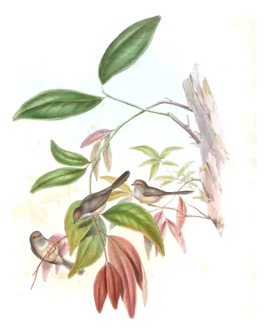 Volume II, plate 63 of Gould's The Birds of Asia: Pygmy Tit (Aegithalos exilis)