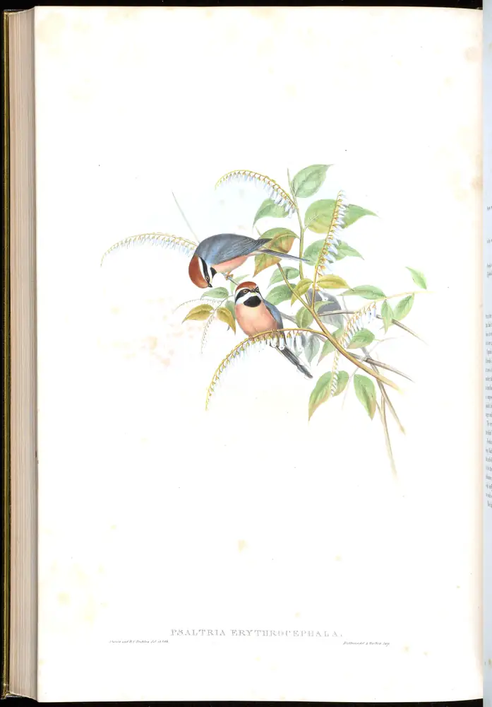 The whole sheet of volume II, plate 64, with its engraved caption