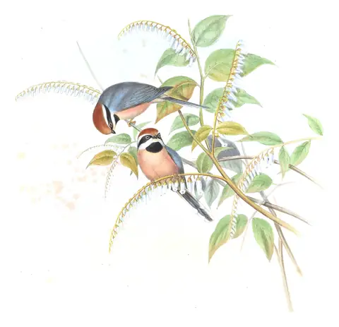 Volume II, plate 64 of Gould's The Birds of Asia: Black-throated Tit (Aegithalos concinnus)