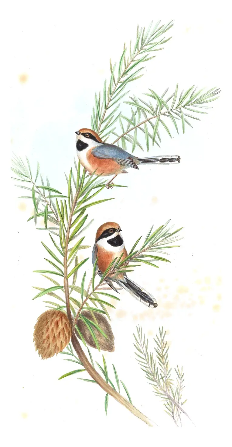 Volume II, plate 65 of Gould's The Birds of Asia: Black-throated Tit (Aegithalos concinnus)