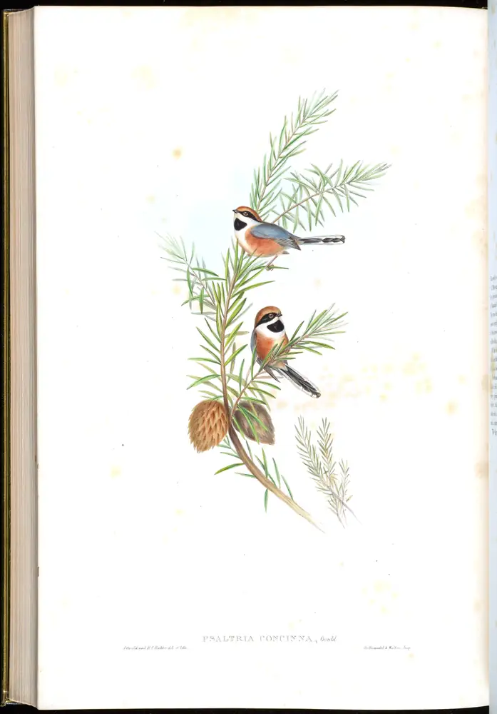 The whole sheet of volume II, plate 65, with its engraved caption