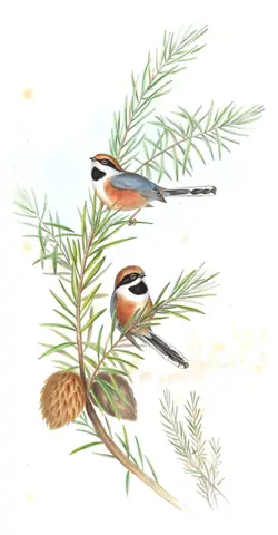 Volume II, plate 65 of Gould's The Birds of Asia: Black-throated Tit (Aegithalos concinnus)
