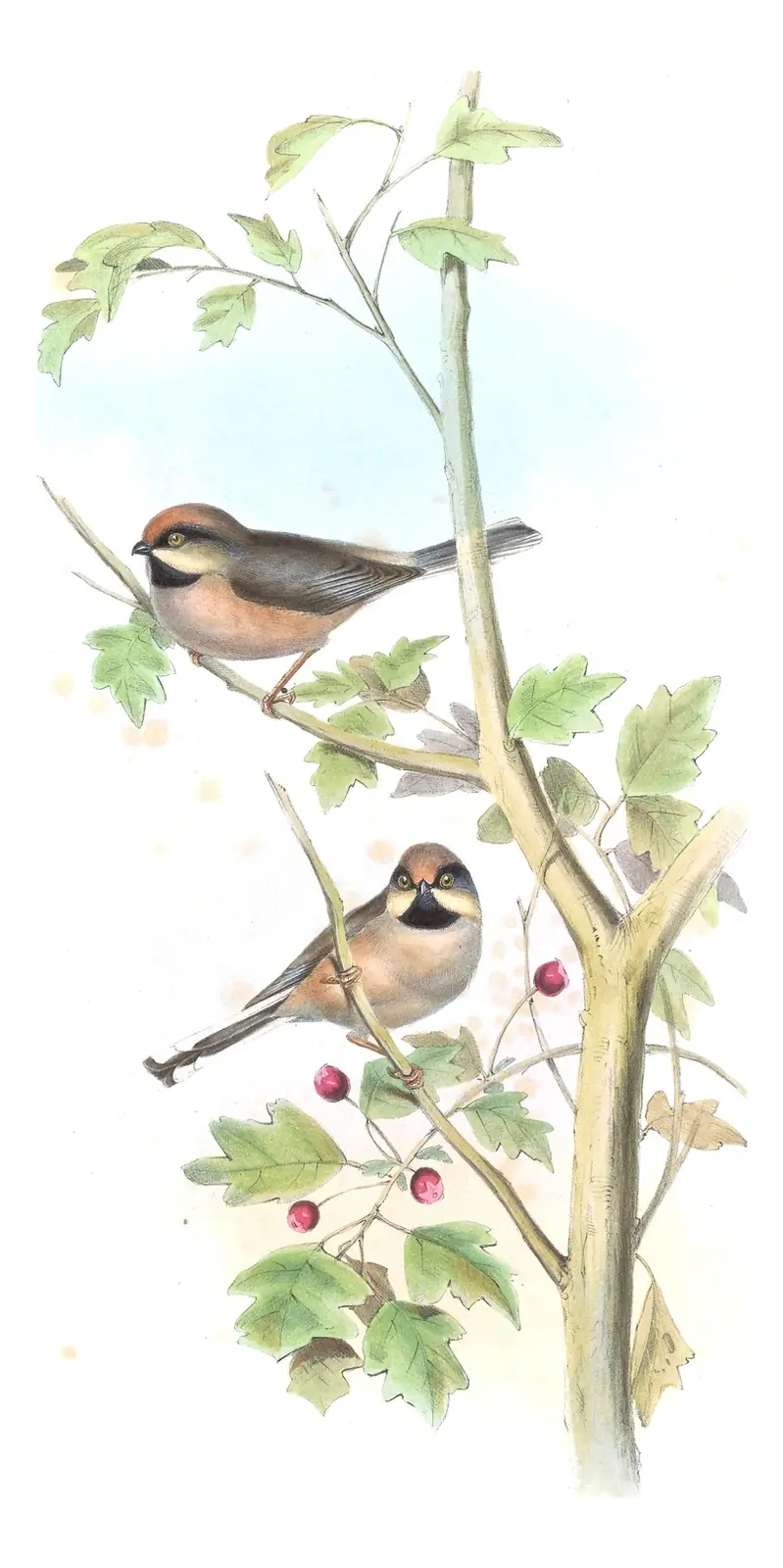 Volume II, plate 66 of Gould's The Birds of Asia: White-cheeked Tit (Aegithalos leucogenys)