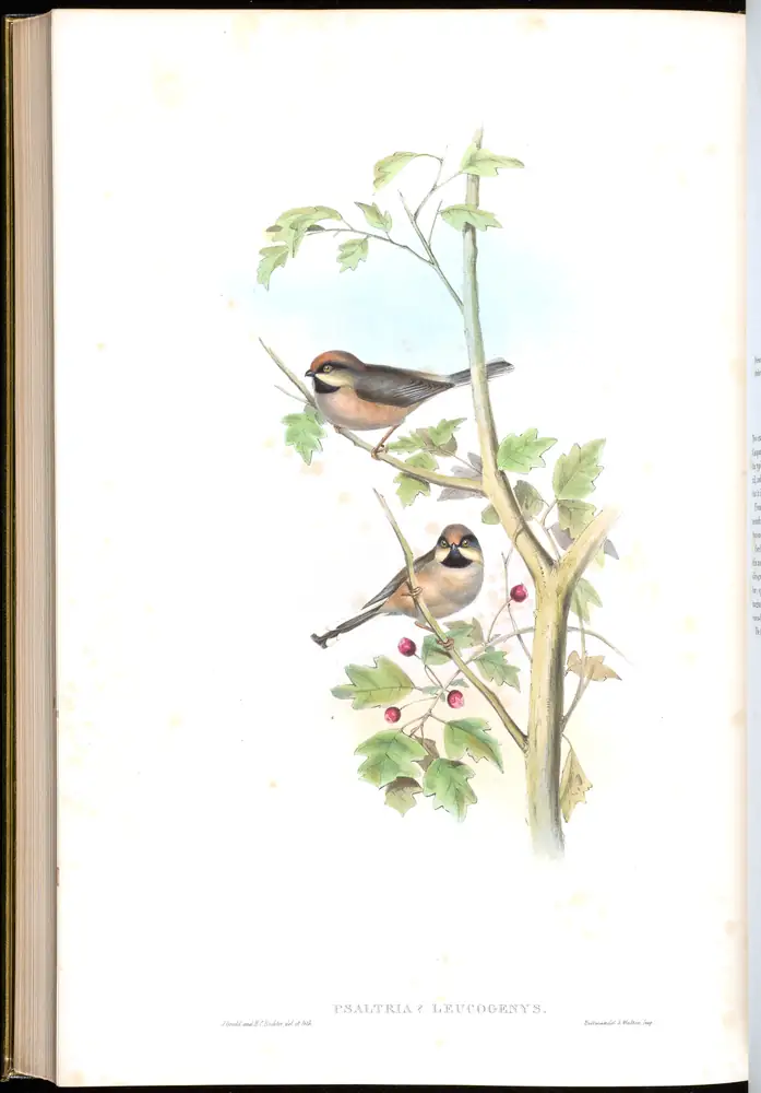 The whole sheet of volume II, plate 66, with its engraved caption