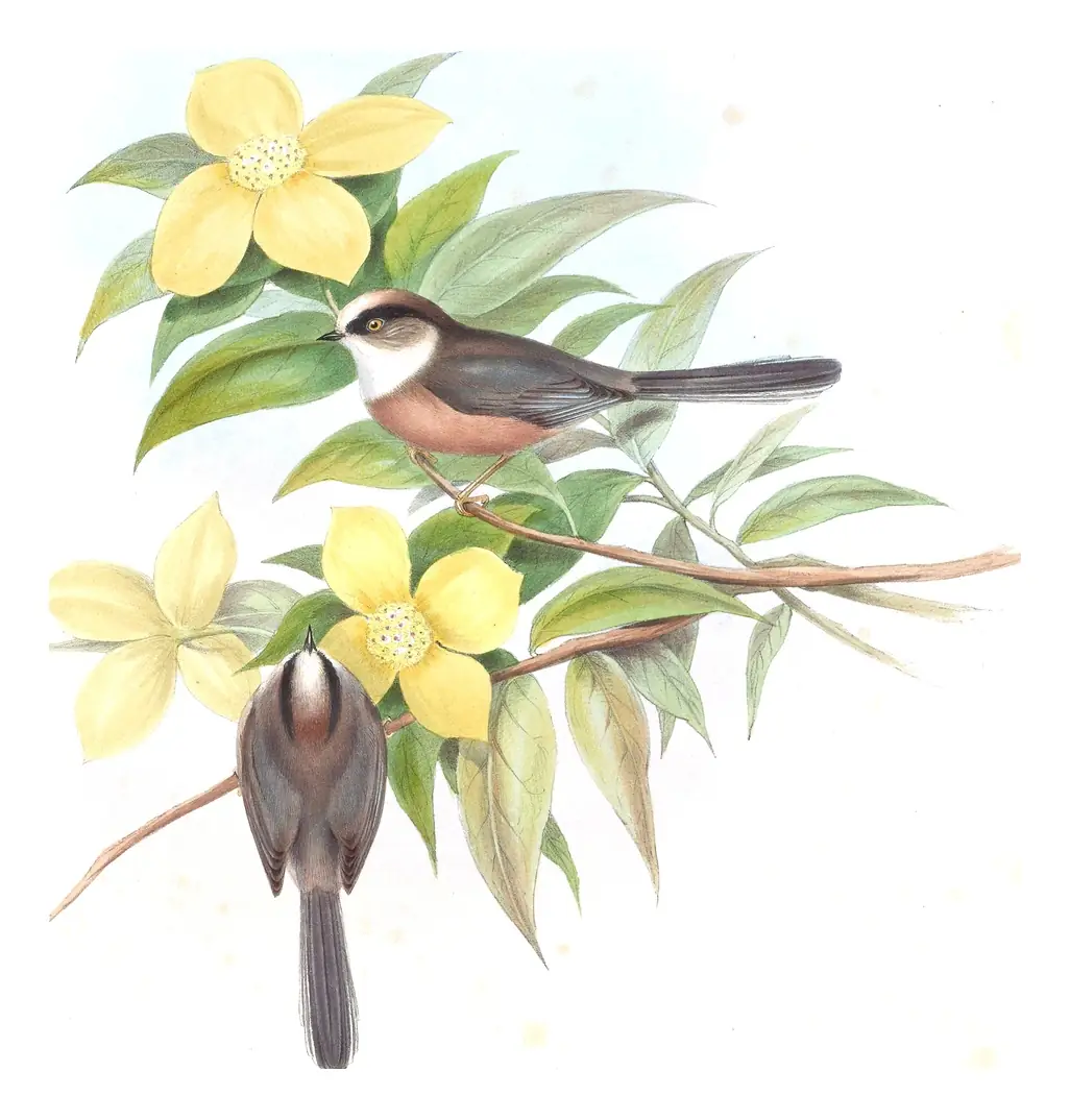 Volume II, plate 67 of Gould's The Birds of Asia: White-throated Tit (Aegithalos niveogularis)