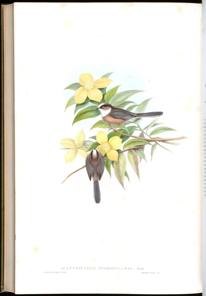 The whole sheet of volume II, plate 67, with its engraved caption