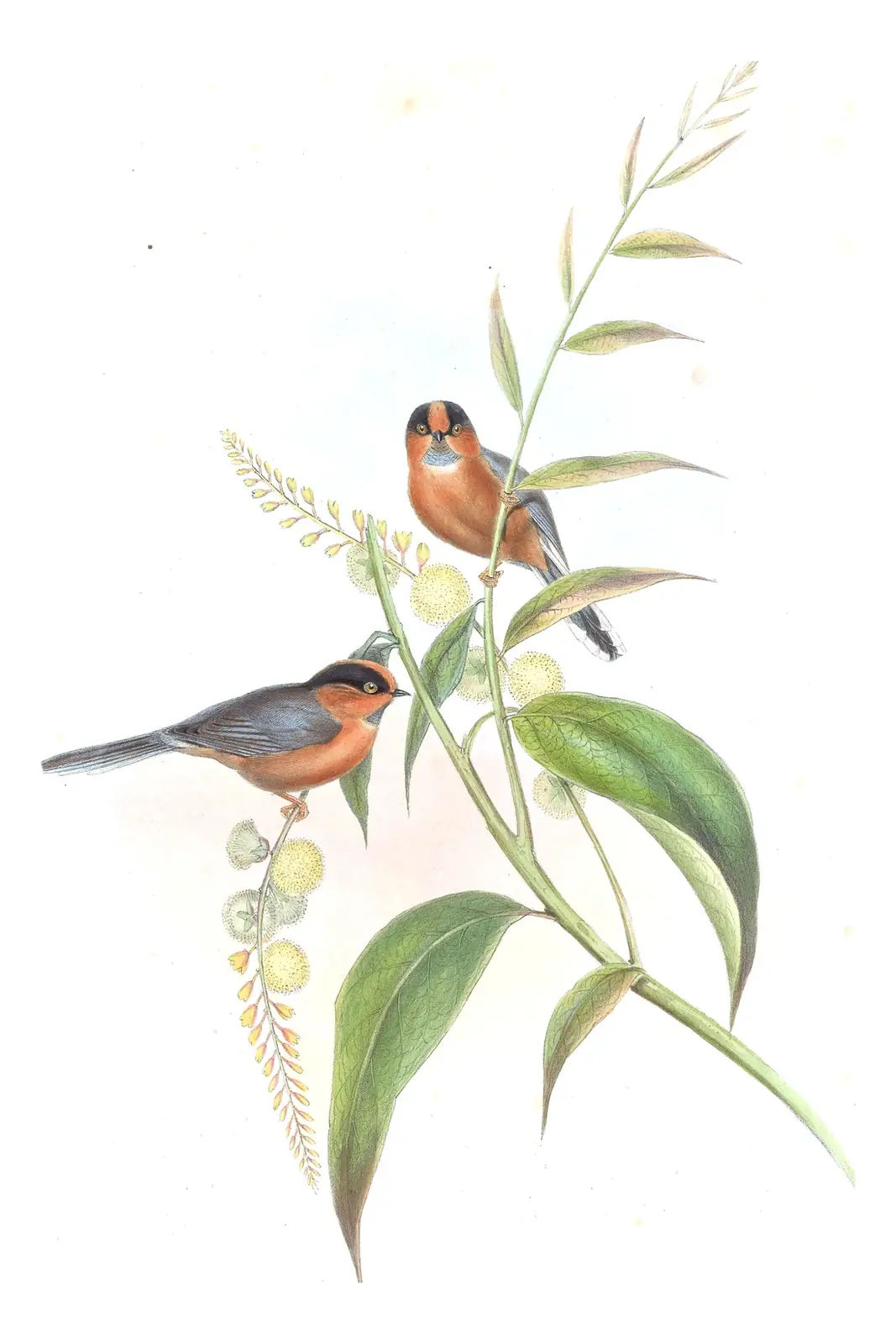 Volume II, plate 68 of Gould's The Birds of Asia: Black-browed Tit (Aegithalos iouschistos)