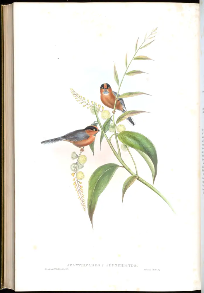 The whole sheet of volume II, plate 68, with its engraved caption