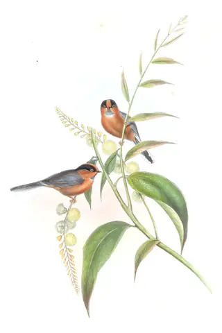 Volume II, plate 68 of Gould's The Birds of Asia: Black-browed Tit (Aegithalos iouschistos)