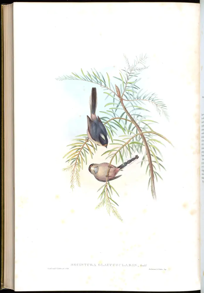 The whole sheet of volume II, plate 69, with its engraved caption