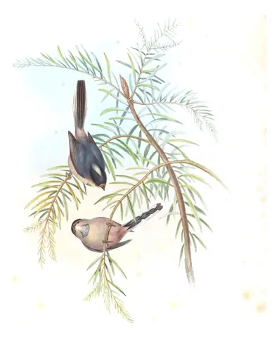 Volume II, plate 69 of Gould's The Birds of Asia: Silver-throated Tit (Aegithalos glaucogularis)