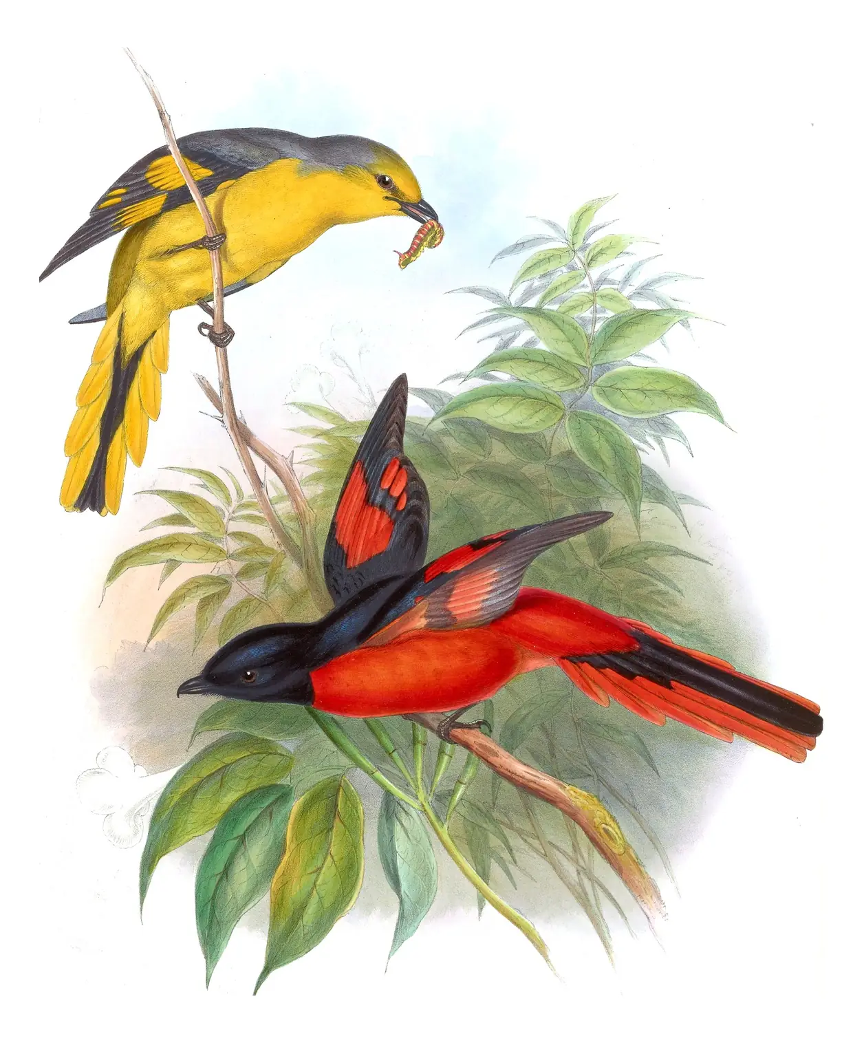 Volume II, plate 7 of Gould's The Birds of Asia: Scarlet Minivet (Pericrocotus speciosus)