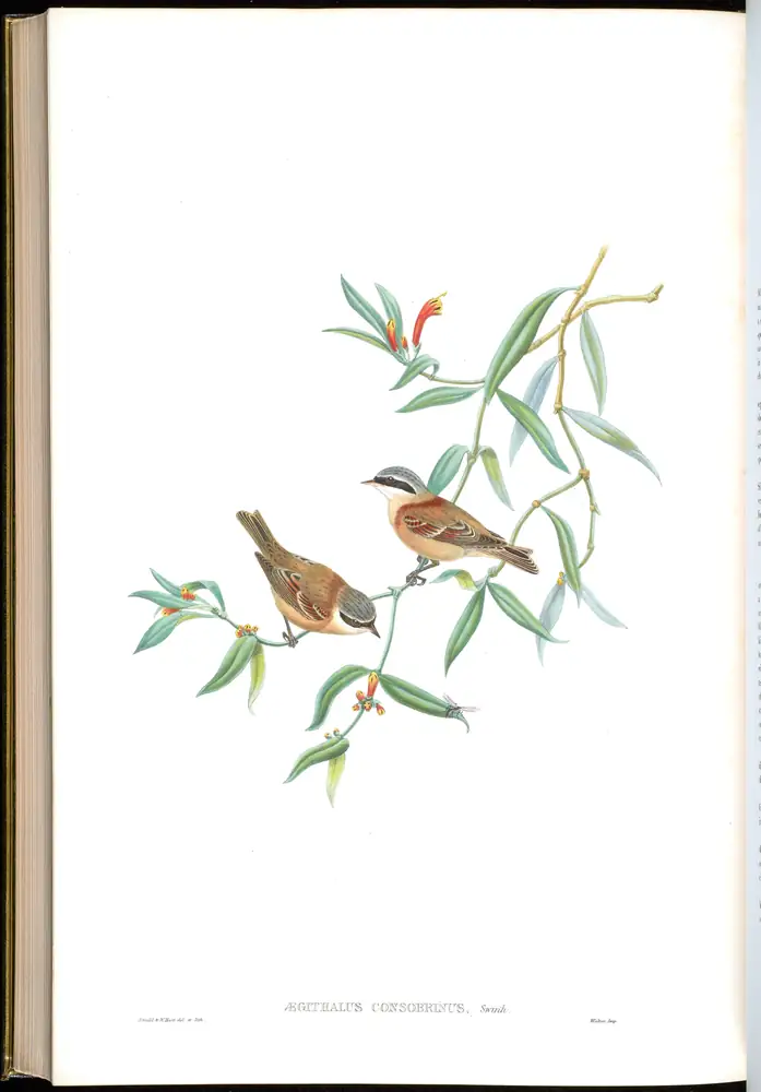 The whole sheet of volume II, plate 70, with its engraved caption