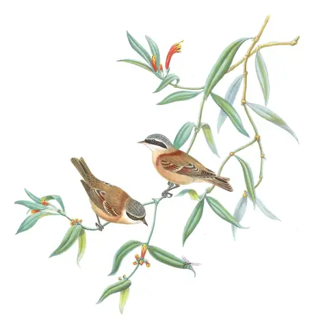 Volume II, plate 70 of Gould's The Birds of Asia: Chinese Penduline-Tit (Remiz consobrinus)