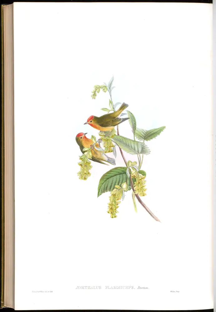 The whole sheet of volume II, plate 71, with its engraved caption