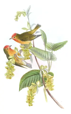 Volume II, plate 71 of Gould's The Birds of Asia: Fire-capped Tit (Cephalopyrus flammiceps)