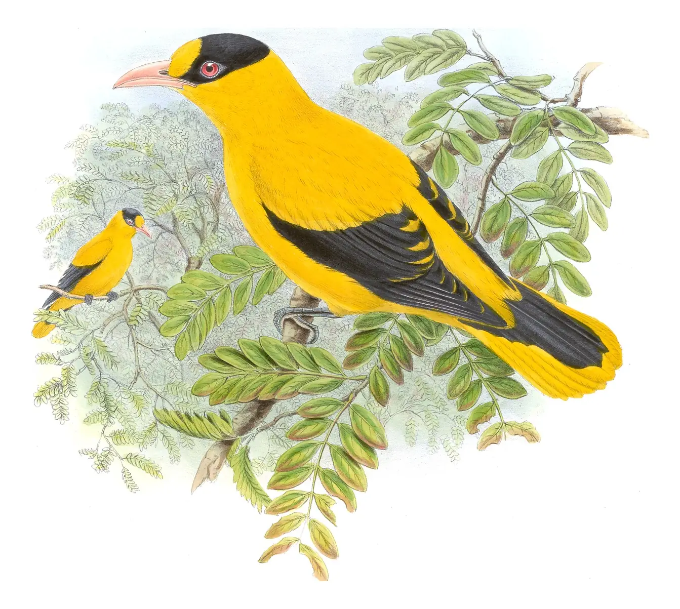 Volume II, plate 72 of Gould's The Birds of Asia: Black-naped Oriole (Oriolus chinensis)