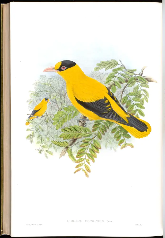 The whole sheet of volume II, plate 72, with its engraved caption