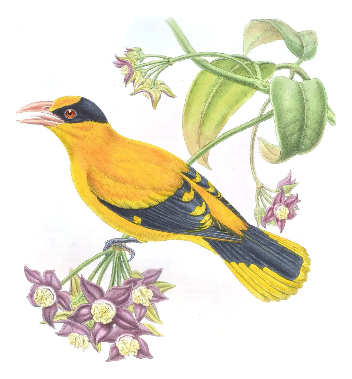 Volume II, plate 73 of Gould's The Birds of Asia: Black-naped Oriole (Oriolus chinensis)
