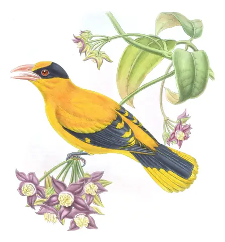 Volume II, plate 73 of Gould's The Birds of Asia: Black-naped Oriole (Oriolus chinensis)