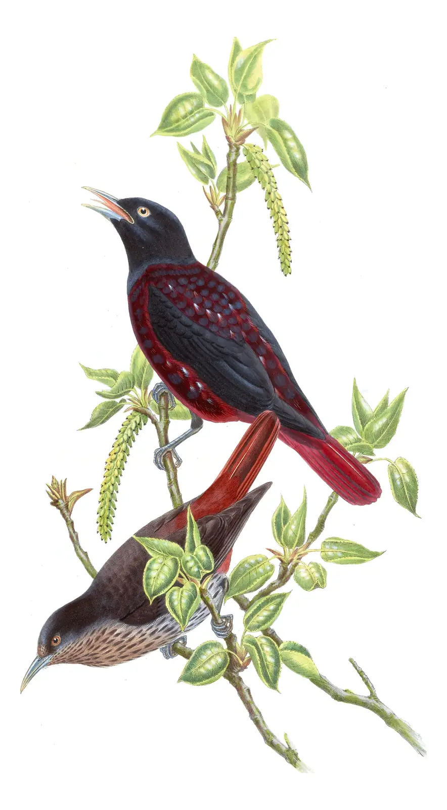 Volume II, plate 74 of Gould's The Birds of Asia: Maroon Oriole (Oriolus traillii)