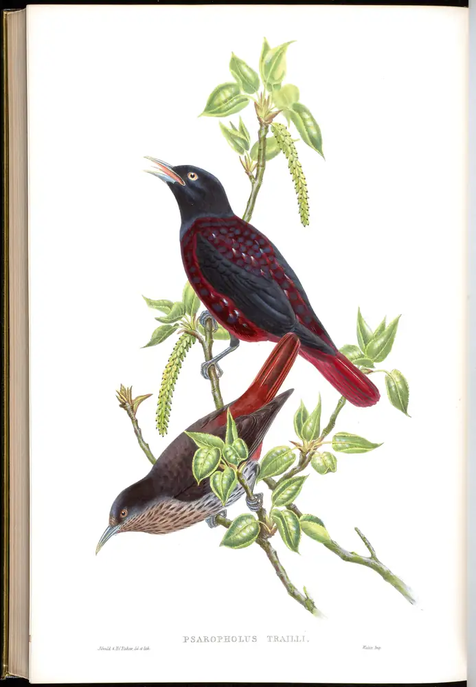 The whole sheet of volume II, plate 74, with its engraved caption
