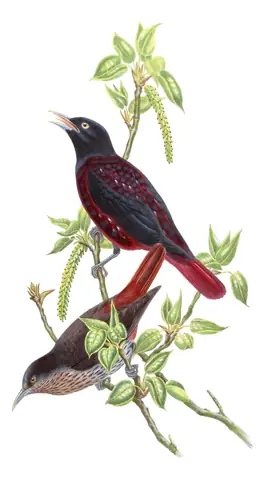 Volume II, plate 74 of Gould's The Birds of Asia: Maroon Oriole (Oriolus traillii)