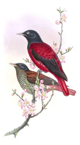 Volume II, plate 75 of Gould's The Birds of Asia: Maroon Oriole (Oriolus traillii)