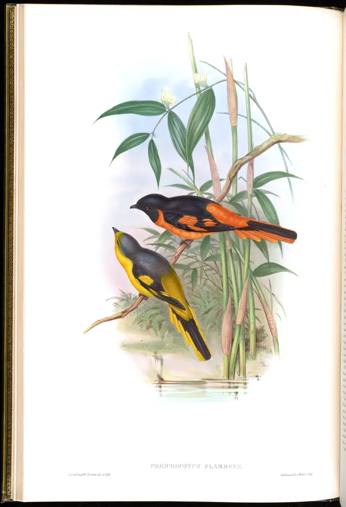 The whole sheet of volume II, plate 8, with its engraved caption