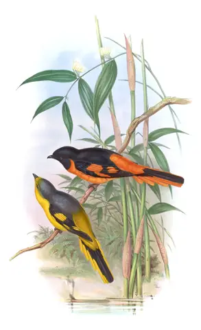 Volume II, plate 8 of Gould's The Birds of Asia: Orange Minivet (Pericrocotus flammeus)