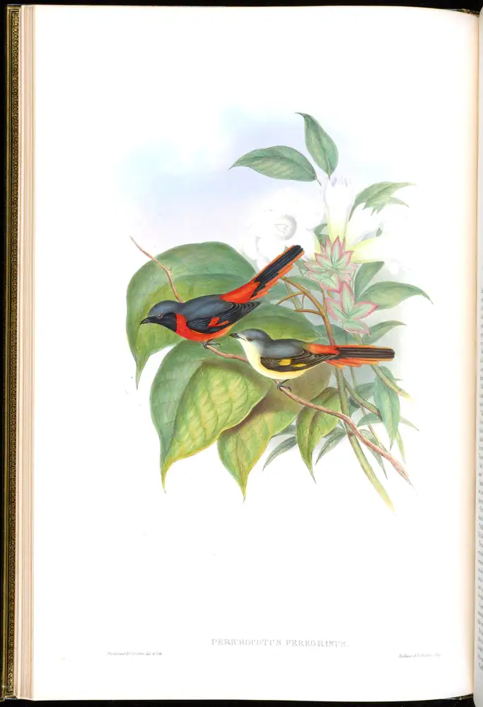 The whole sheet of volume II, plate 9, with its engraved caption
