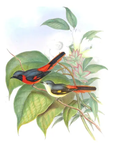 Volume II, plate 9 of Gould's The Birds of Asia: Small Minivet (Pericrocotus cinnamomeus)