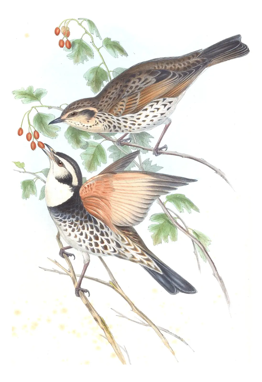 Volume III, plate 1 of Gould's The Birds of Asia: Dusky Thrush (Turdus eunomus)