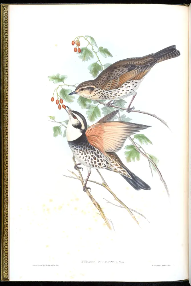 The whole sheet of volume III, plate 1, with its engraved caption